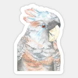 Baby gang-gang cockatoo watercolor portraint painting Sticker